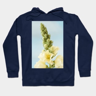 Verbascum x hybridum  &#39;Snow Maiden&#39;  Mullein Hoodie